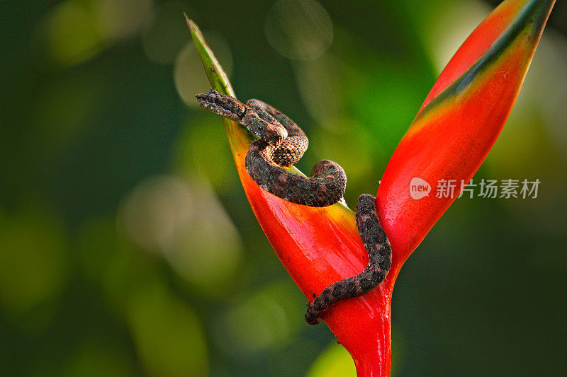 睫毛棕榈，Bothriechis schlegeli，在红色的野花。热带森林的野生动物场景。在中美洲开花与蛇。野生动物。有毒危险的蝰蛇在哥斯达黎加。